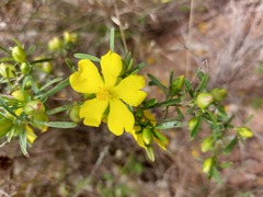 Hibbertia linearis