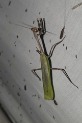 Pseudovates chlorophaea