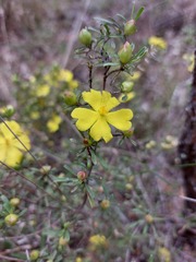 Hibbertia linearis