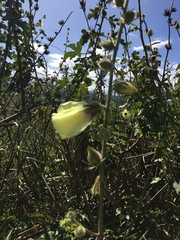 Hibiscus diversifolius