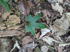 Momordica cochinchinensis