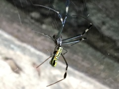 Trichonephila clavipes