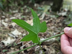 Momordica cochinchinensis