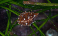 Pseudopusula californiana