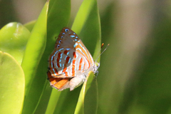Hypochrysops apelles