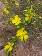 Hibbertia linearis