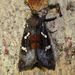 Ironweed Borer Moth - Photo (c) Diane P. Brooks, some rights reserved (CC BY-NC-SA), uploaded by Diane P. Brooks