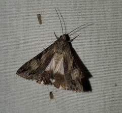 Melipotis jucunda