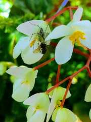 Peucetia rubrolineata