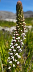 Disa obtusa hottentotica