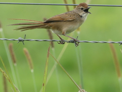 Cincloramphus timoriensis