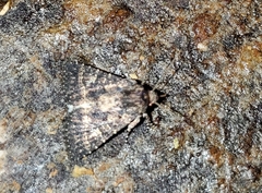 Condica albigera