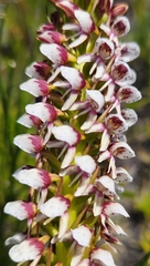 Disa obtusa hottentotica