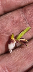 Disa obtusa hottentotica