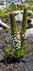 Disa obtusa hottentotica