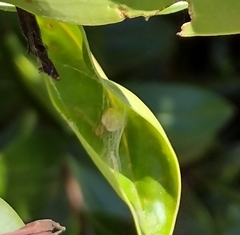 Diaea