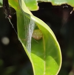 Diaea