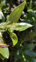 Diaea