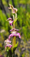 Disperis paludosa