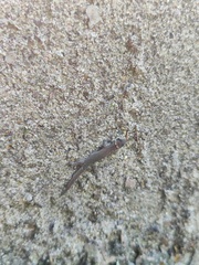 Lepidoblepharis sanctaemartae
