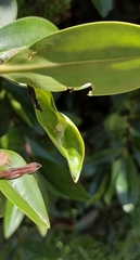 Diaea