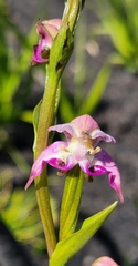 Disperis paludosa