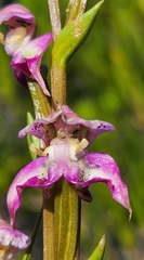 Disperis paludosa