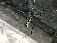 Trichonephila clavipes