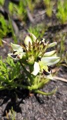 Disa bivalvata