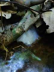 Leptodactylus pustulatus