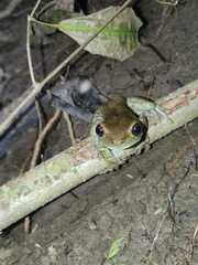 Trachycephalus typhonius