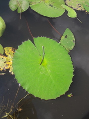 Nymphaea rubra