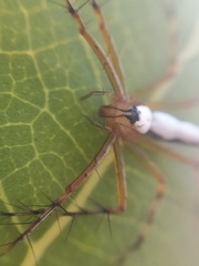 Oxyopes shweta