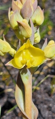 Pterygodium acutifolium
