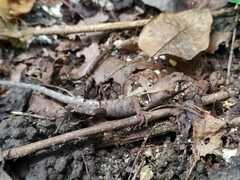 Stenocercus erythrogaster