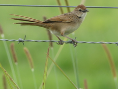 Cincloramphus timoriensis