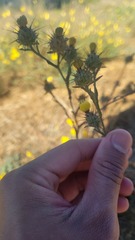 Centaurea melitensis