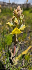 Pterygodium acutifolium