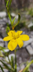 Moraea ramosissima