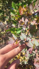 Arctostaphylos pajaroensis