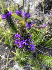 Merciera azurea