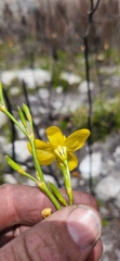 Moraea ramosissima