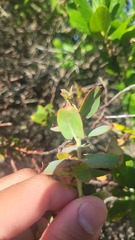 Arctostaphylos pajaroensis