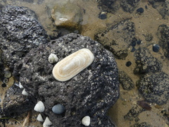 Scutus antipodes