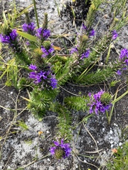 Merciera azurea