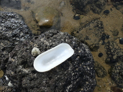 Scutus antipodes