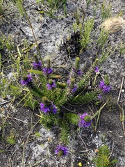 Merciera azurea