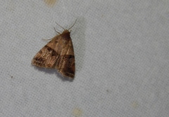 Ozarba megaplaga