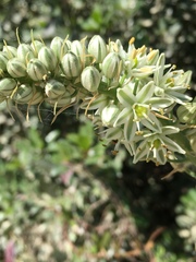Albuca bracteata