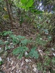 Momordica cochinchinensis